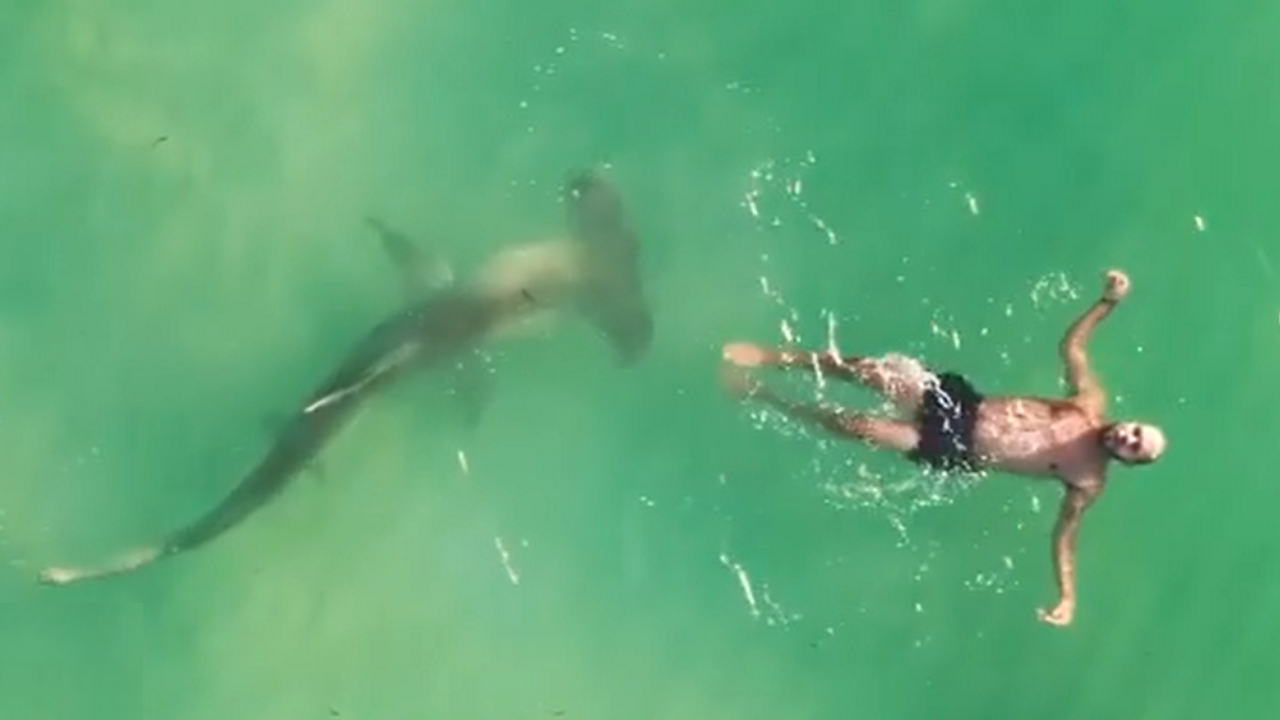 Segundos de tensão: drone filma tubarão rodeando nadador em Miami