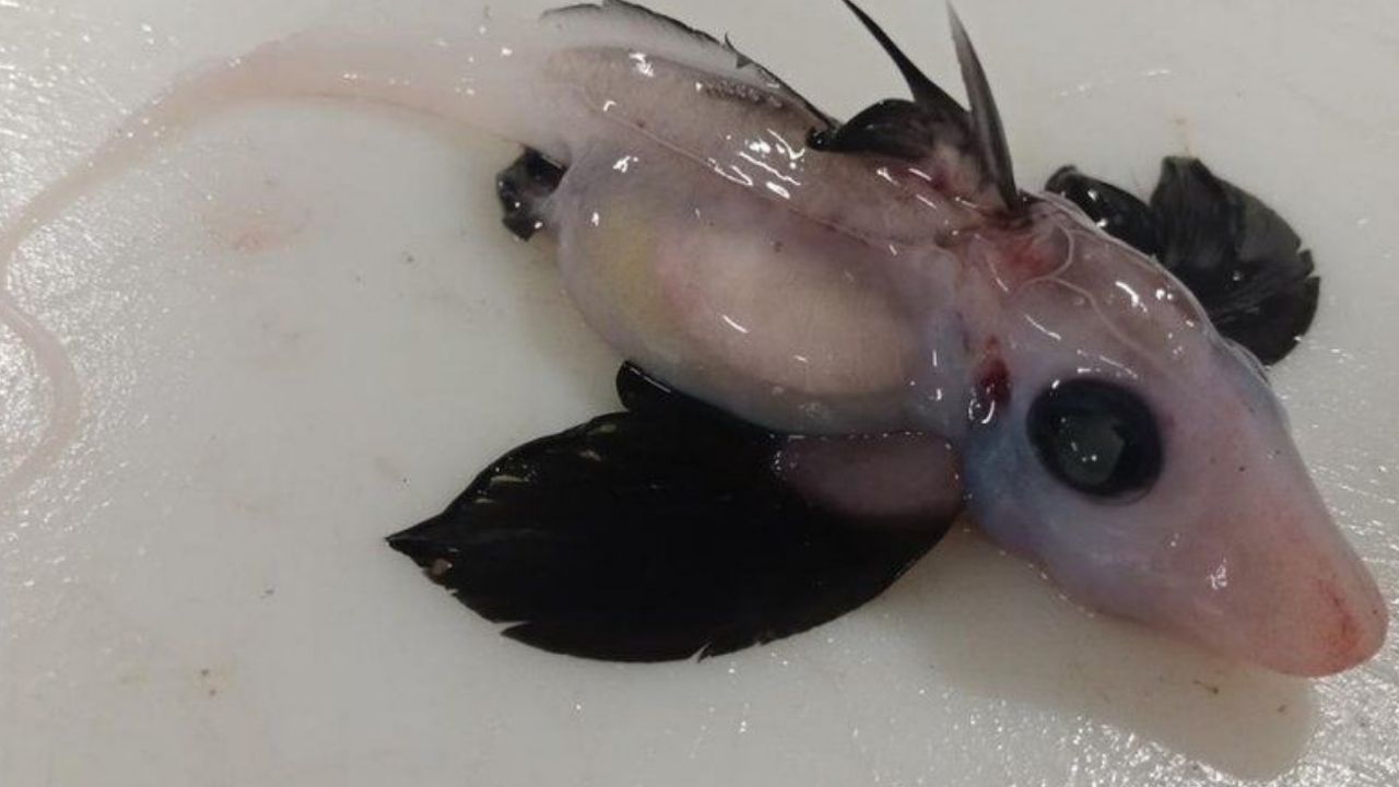 Achado raro: Tubarão-fantasma bebê é encontrado na Nova Zelândia