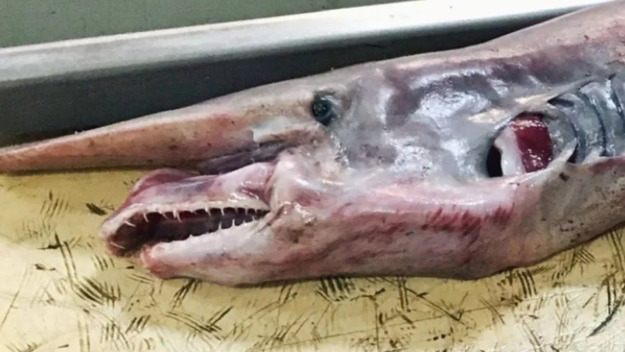 Pescador da Rússia captura raro espécime de tubarão-duende