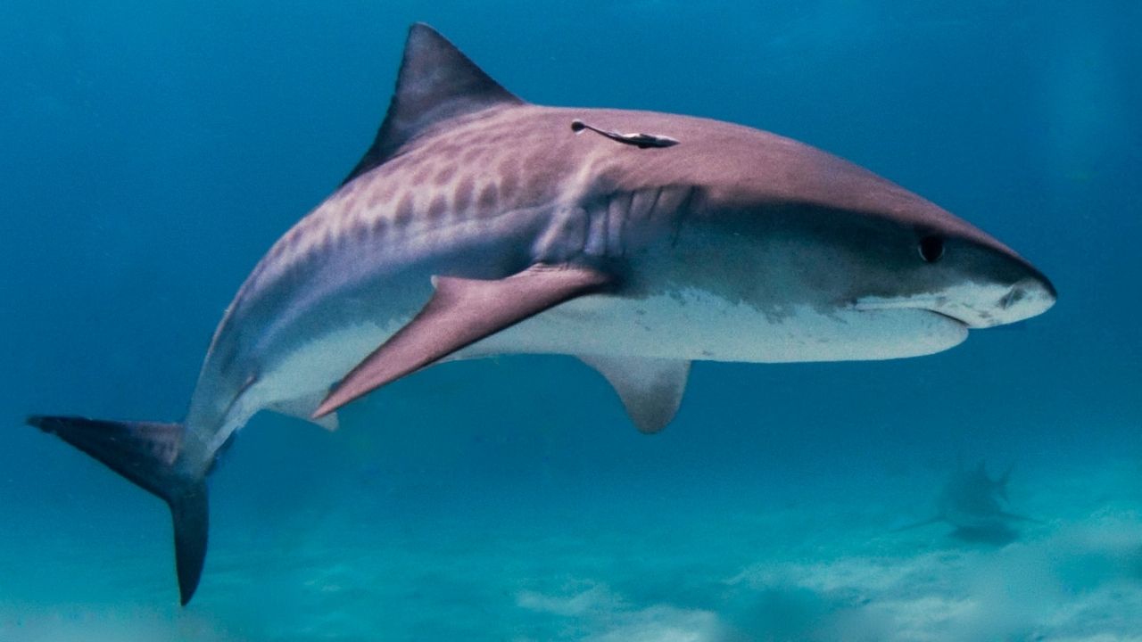 Na Austrália, surfista é mordido por tubarão, volta para a areia e anda 300 metros até receber ajuda