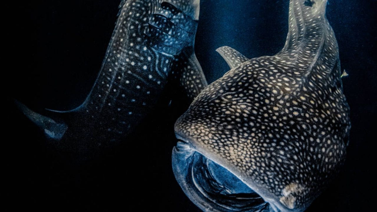 Foto de tubarões-baleia é vencedora de concurso de fotografia