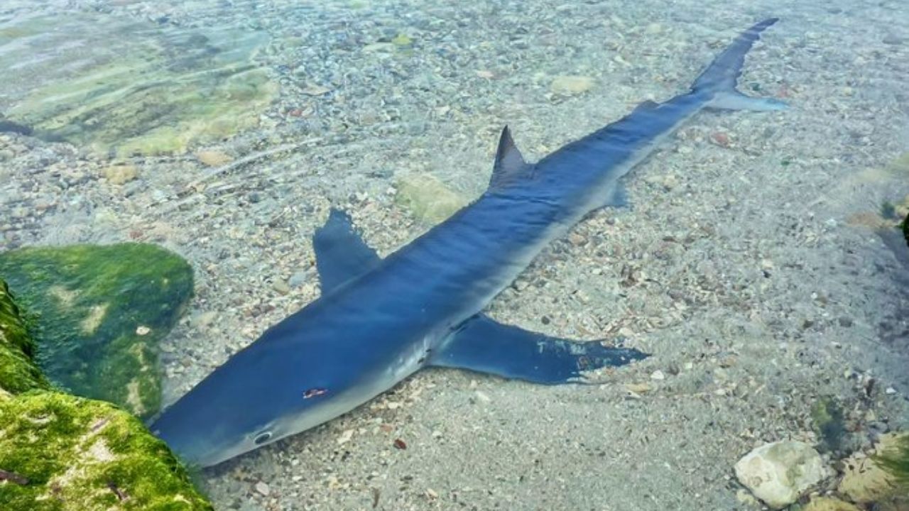 Tubarão é avistado nadando em mar raso de Ibiza e espanta banhistas