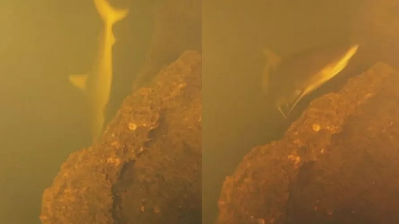 Tubarões habitando cratera submersa de vulcão ativo surpreendem cientistas