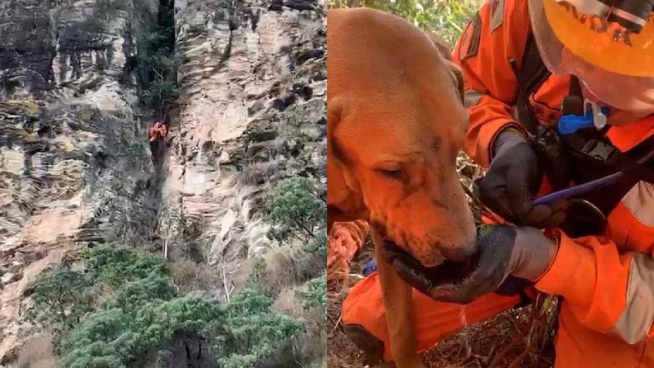 Preso a 37 metros de altura: Cachorro é resgatado de fenda em MG