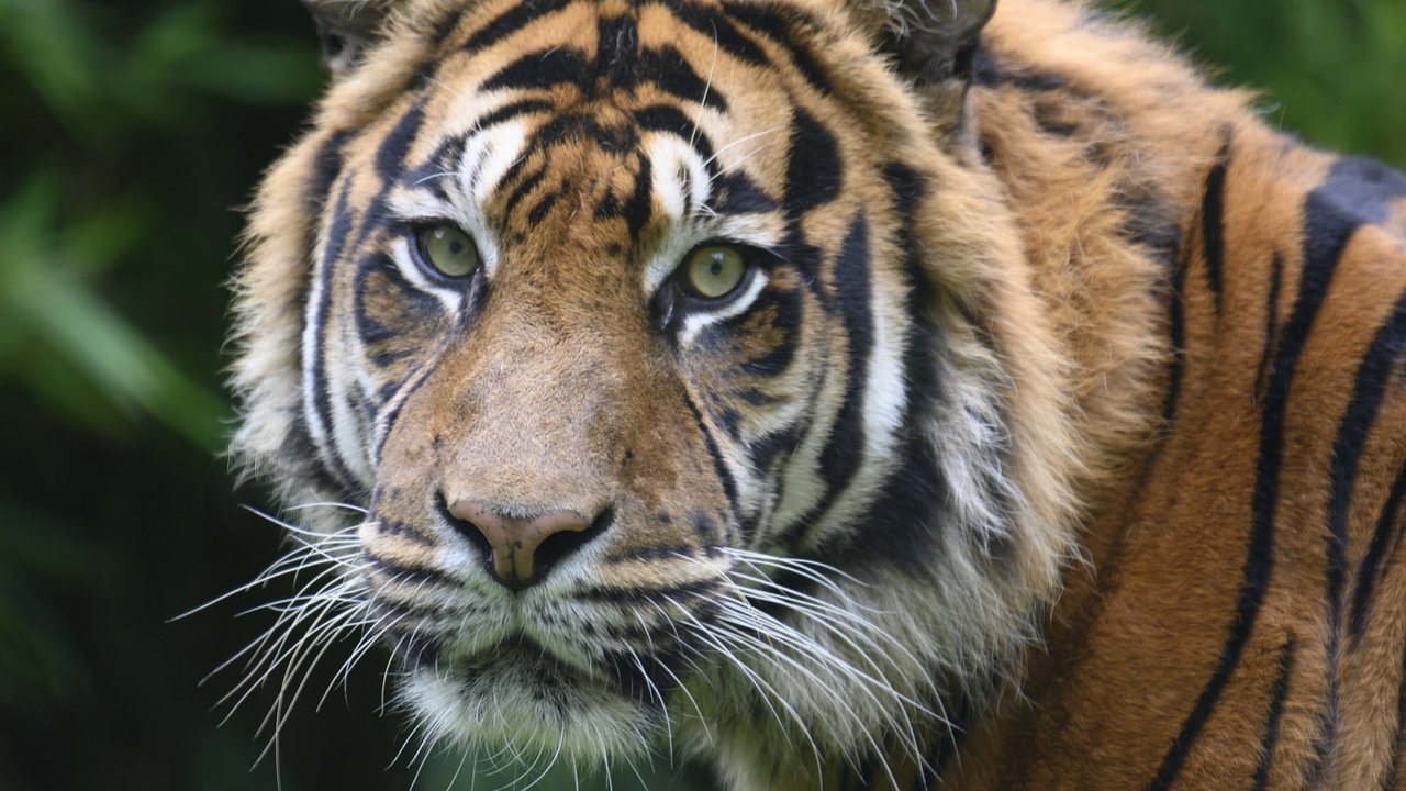 Guia de 21 anos é morta por tigre durante manutenção de zoológico no Chile