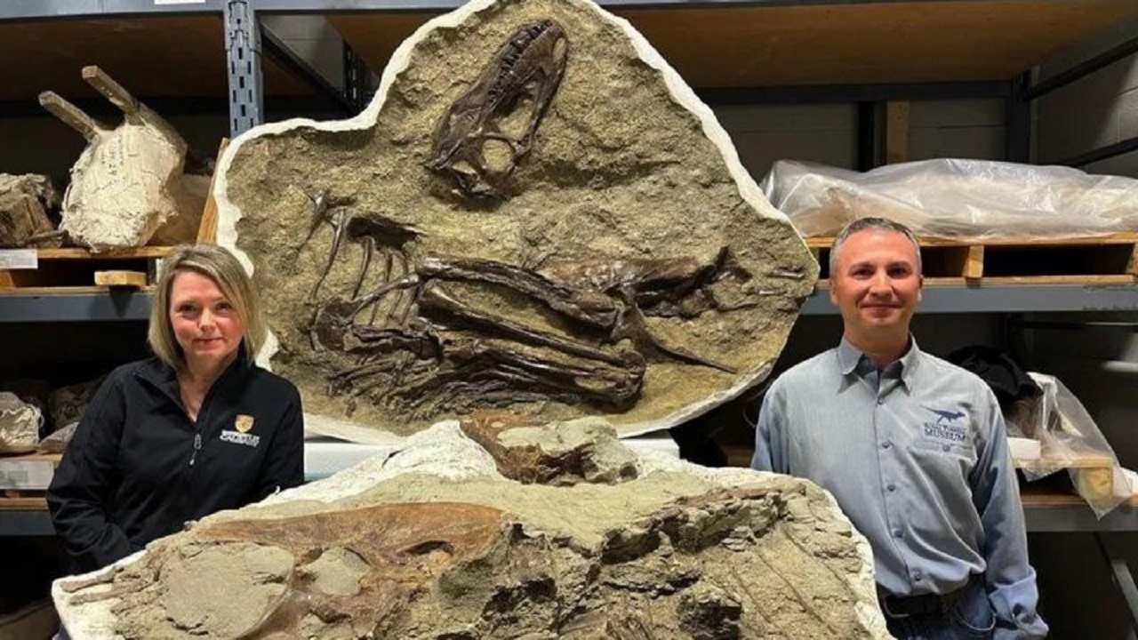 Última refeição de dinossauro que viveu há 75 milhões de anos é descoberta