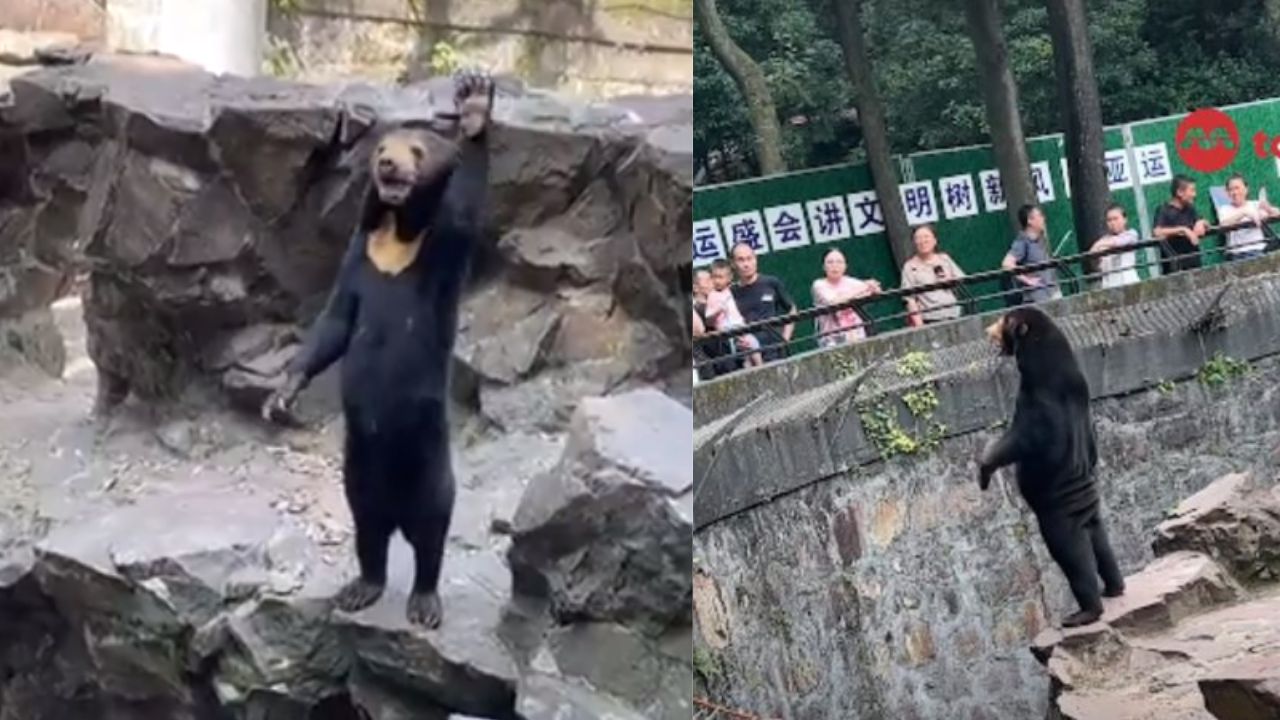 Ursa confundida com humano fantasiado acena para visitantes em novo vídeo