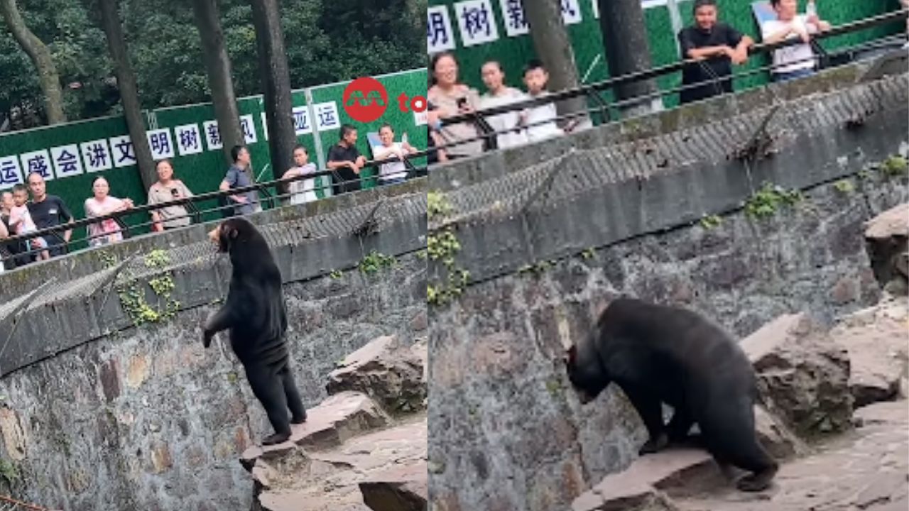 Pessoa fantasiada? Zoológico chinês vê aumento de visitantes após vídeo viral