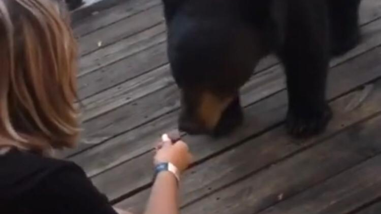 Após gravar vídeo no TikTok, mulher pode ser presa nos EUA por alimentar urso