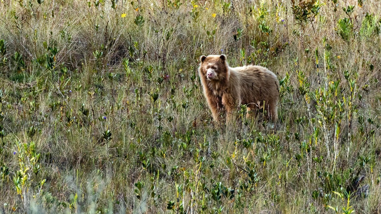 Pesquisadores se deparam com raro urso-andino de pelagem marrom-dourada