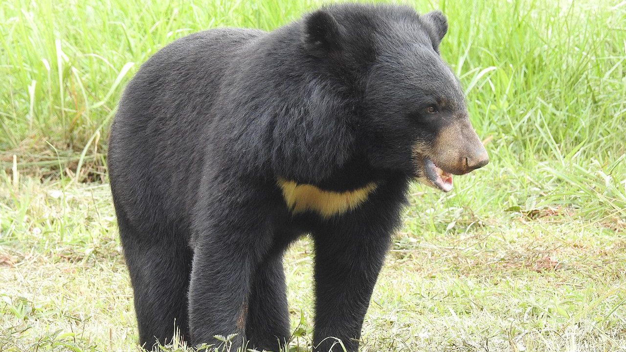 Chinesa tratou urso-tibetano como cachorro de estimação por dois anos
