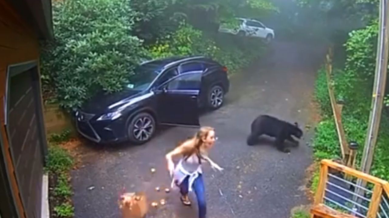 Mulher é surpreendida ao se deparar com um urso no banco de seu carro