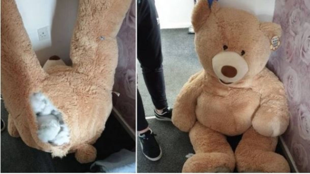 Ladrão se esconde dentro de urso de pelúcia durante inspeção da polícia