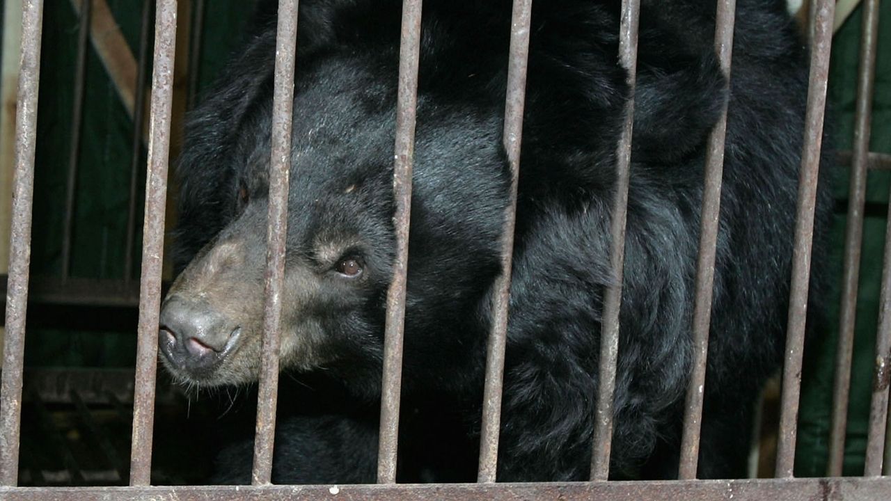 Após jogar bebê dentro de jaula de urso, mãe é presa no Uzbequistão
