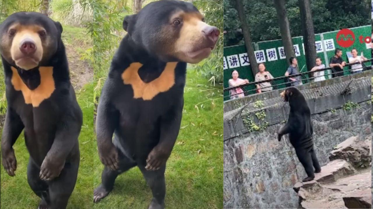 Reserva selvagem publica vídeos de ursa-do-sol para provar que animal é real
