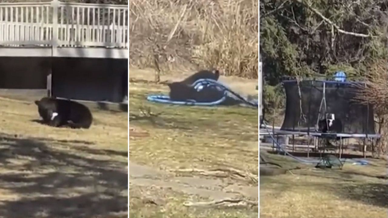 Mulher flagra urso-preto brincando em cama elástica em seu quintal