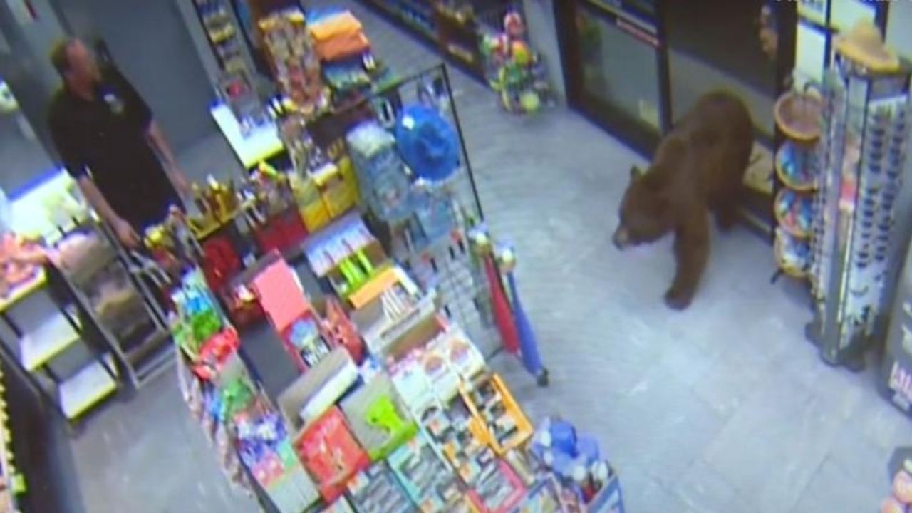 Nos EUA, urso é detido após constantemente roubar comida de loja de conveniência