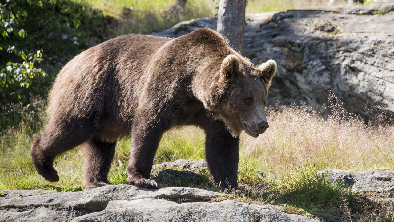 Urso marrom é condenado à morte após ataque na Itália