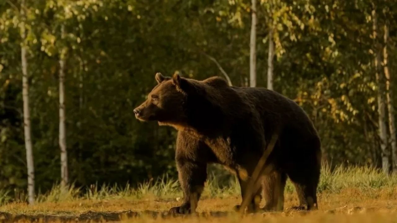 Príncipe é suspeito de caçar o ‘maior urso vivo da Europa’