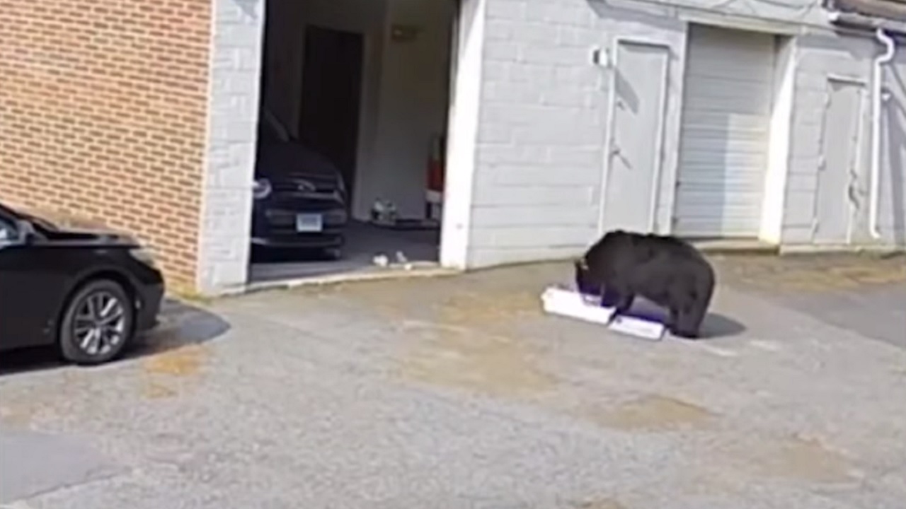 Urso invade padaria e só vai embora após devorar 60 cupcakes