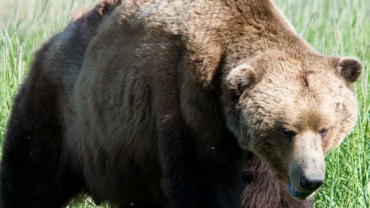 No Canadá, pai escuta filha sendo morta por um urso pelo telefone