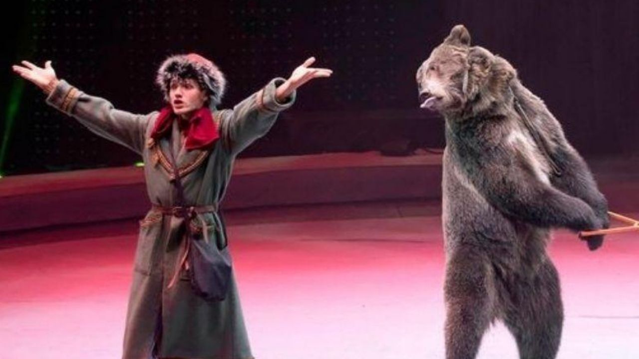 Rússia: Tratador de animais se tranca em jaula de urso e morre