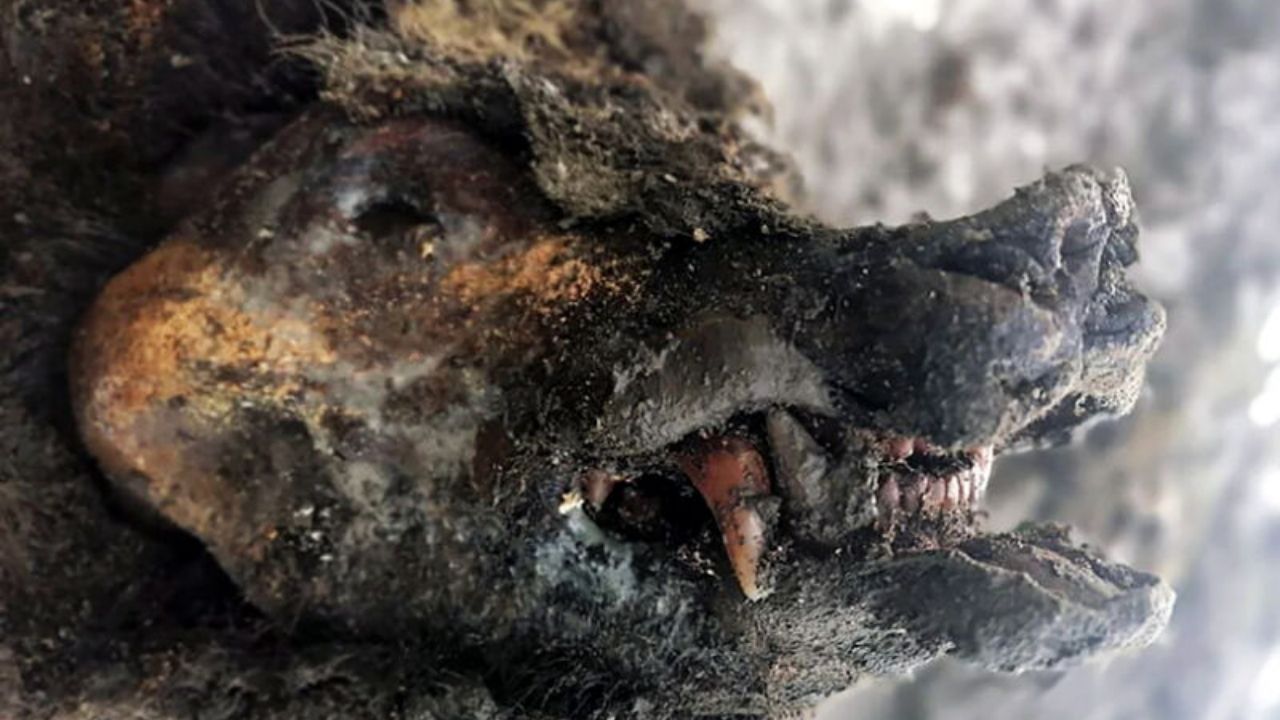 Restos impressionantes de urso de 39 mil anos são encontrados na Sibéria
