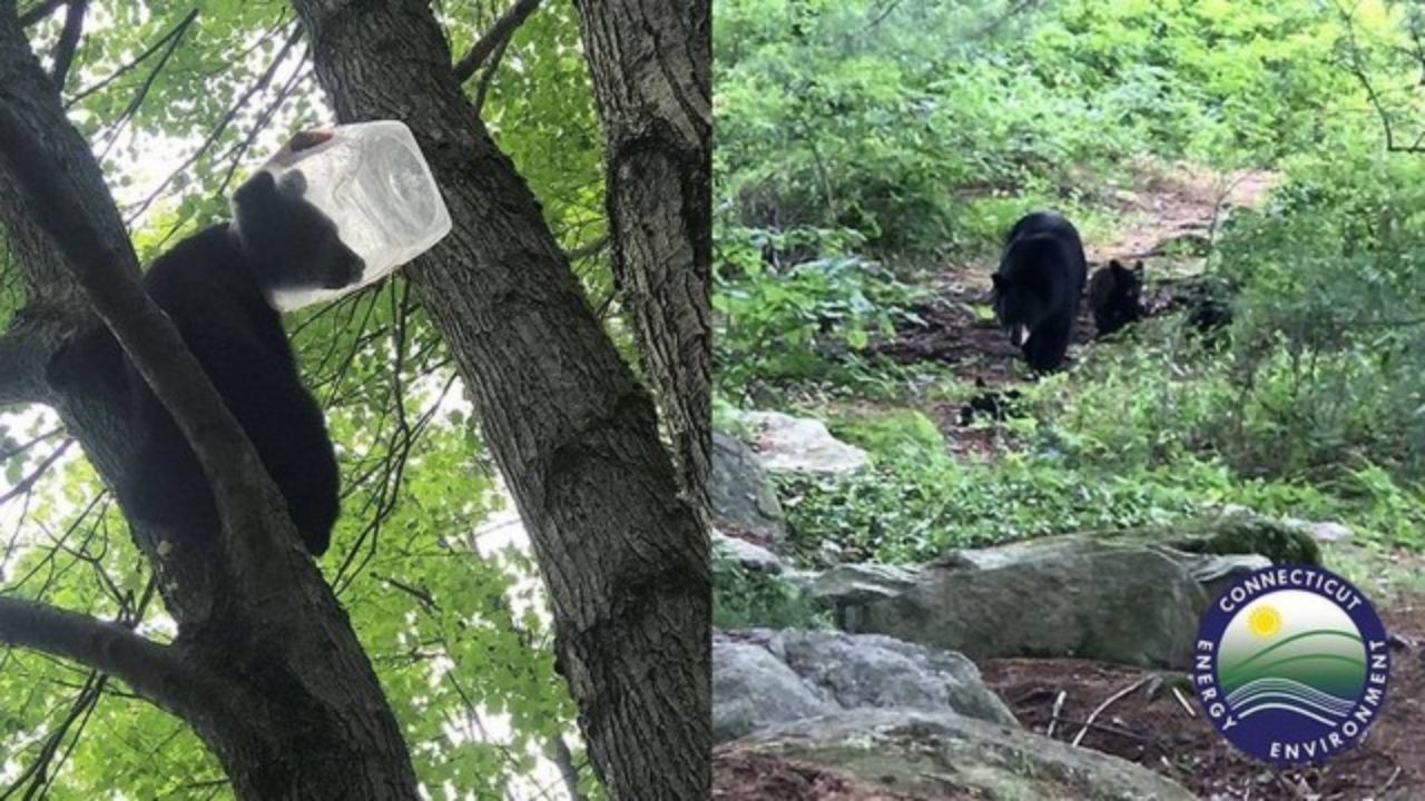 Urso é resgatado após ficar com cabeça presa em garrafa de plástico