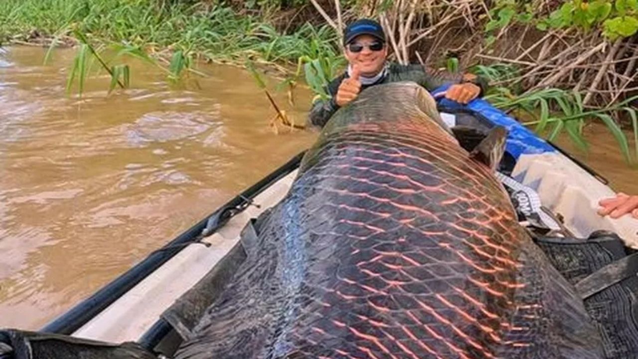 Pirarucu de mais de 2 metros é fisgado por pescadores em Roraima