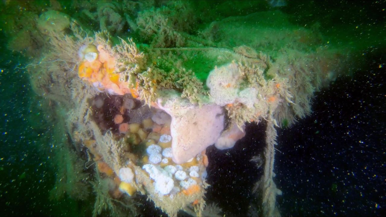 Naufrágio da Segunda Guerra está poluindo oceano 80 anos depois