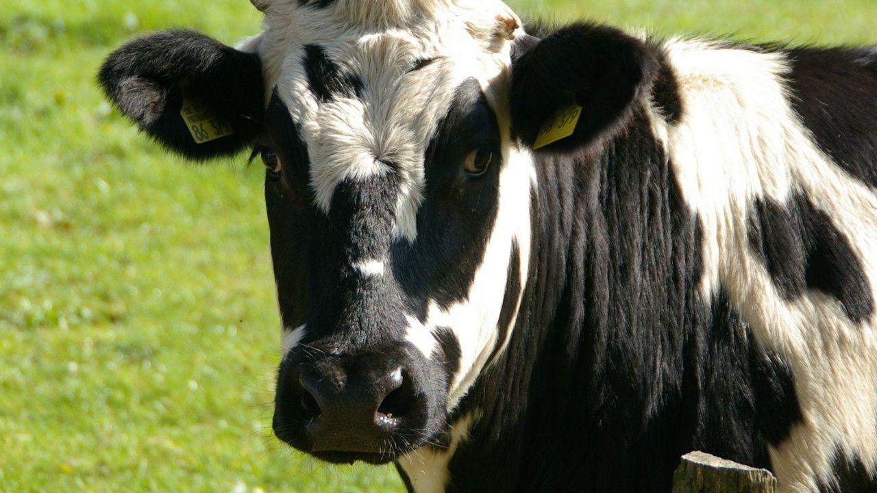 Caso de mal da vaca louca é registrado em BH, segundo órgão governamental