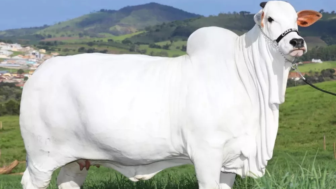 Viatina-19: a ‘meia-vaca’ vendida por valor impressionante em leilão