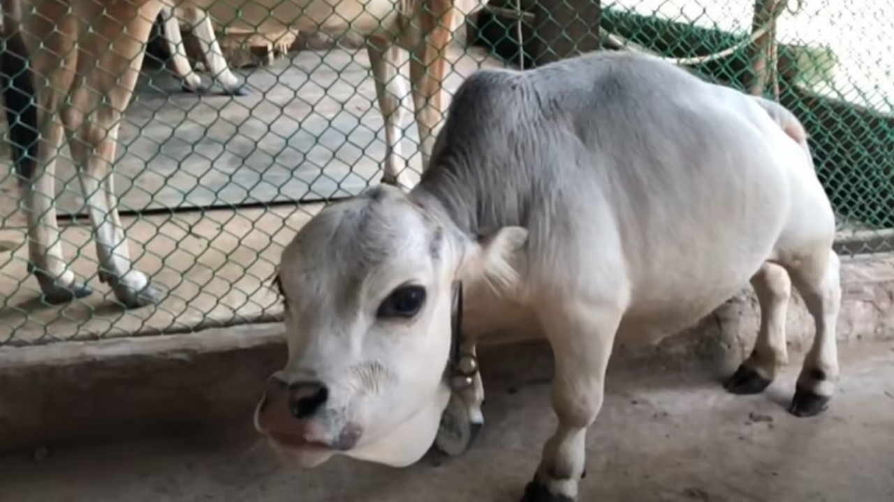 Menor vaca do mundo morre prestes a ser incluída no Guinness World Records