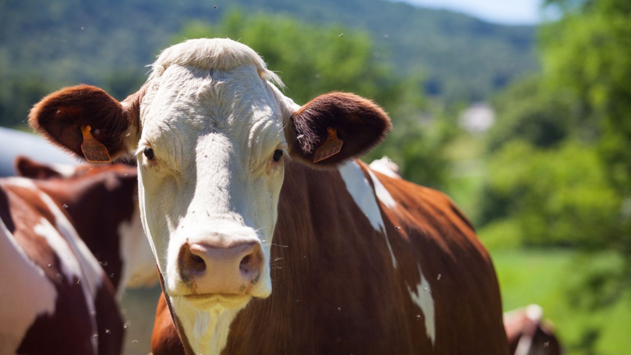 EUA: Rebanho de vacas conduz policiais até suspeito escondido em pasto