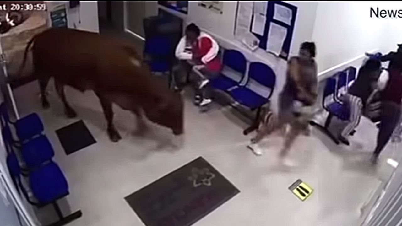 Na Colômbia, vaca invade pronto socorro de hospital; veja vídeo!