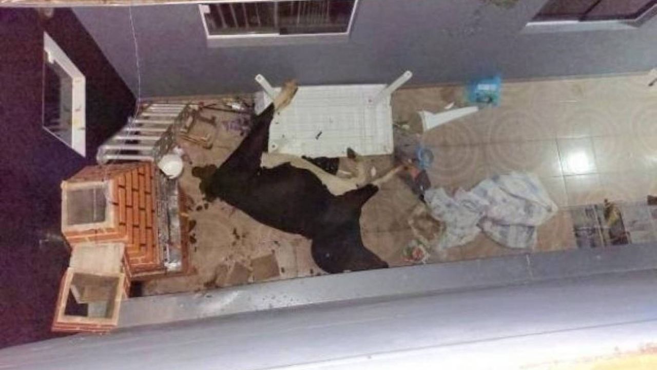 Vaca assusta moradores ao despencar de muro e surgir em quintal de casa