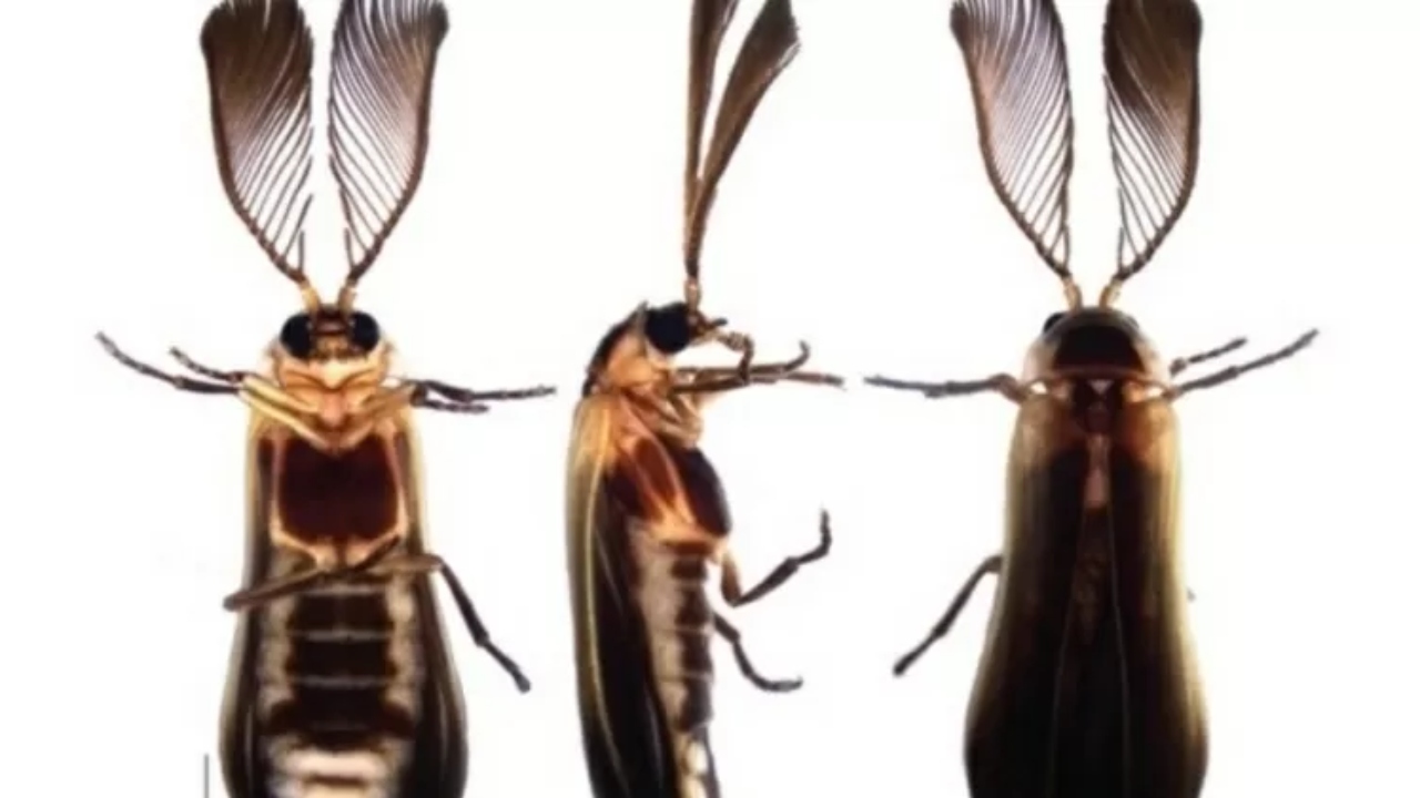 Nome de nova espécie de vagalume homenageia aluno de biologia morto no Rio