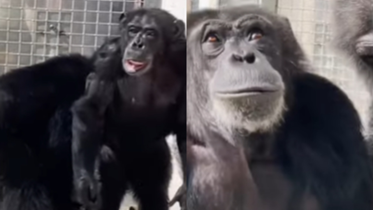 Chimpanzé tem reação inesperada ao ver o céu pela primeira vez