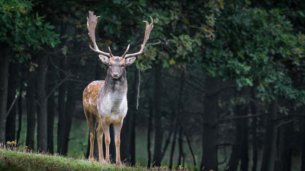 Pai mata o próprio filho durante caça, após confundi-lo com cervo