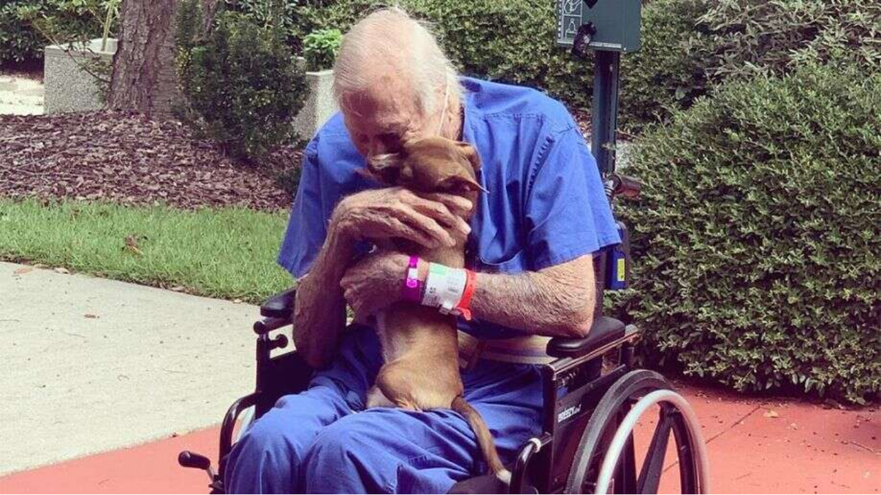 Chihuahua salva a vida de veterano da Marinha nos Estados Unidos