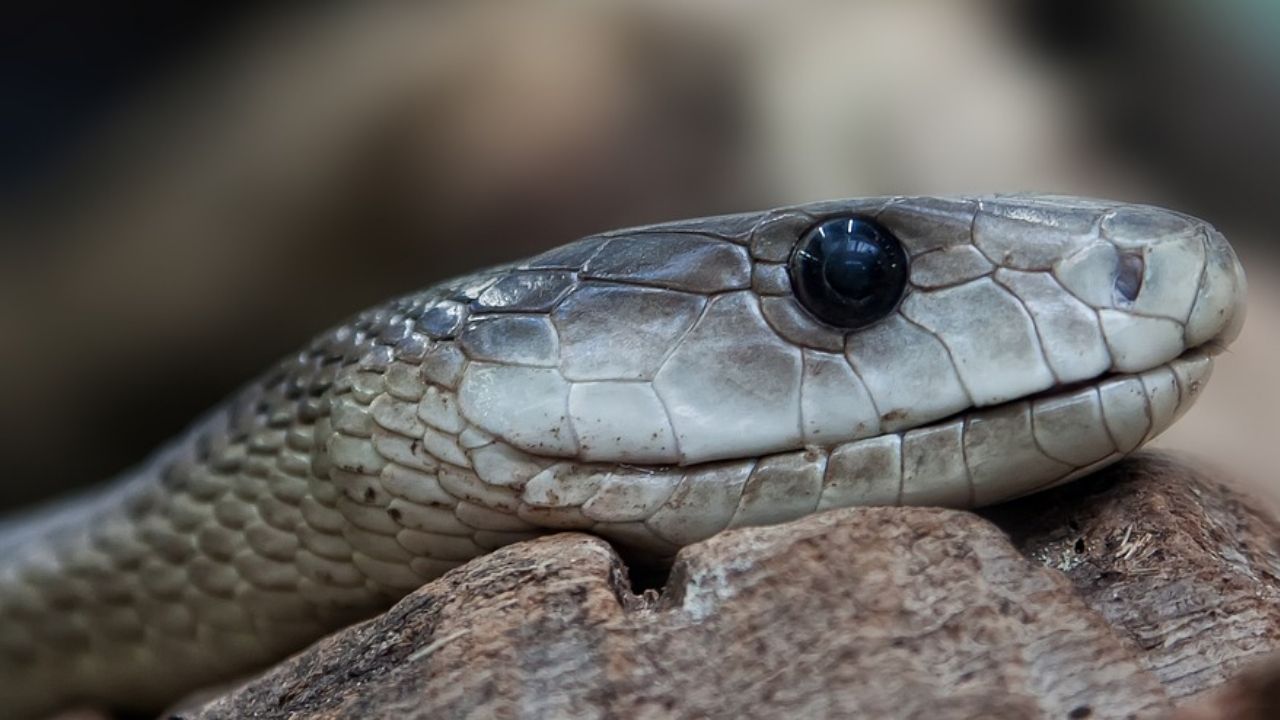Marido que matou mulher com naja havia a atacado com cobras outras vezes