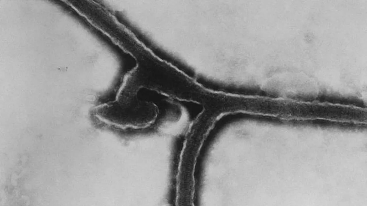 Primeiro caso do vírus de Marburg, semelhante ao Ebola, é registrado em Guiné
