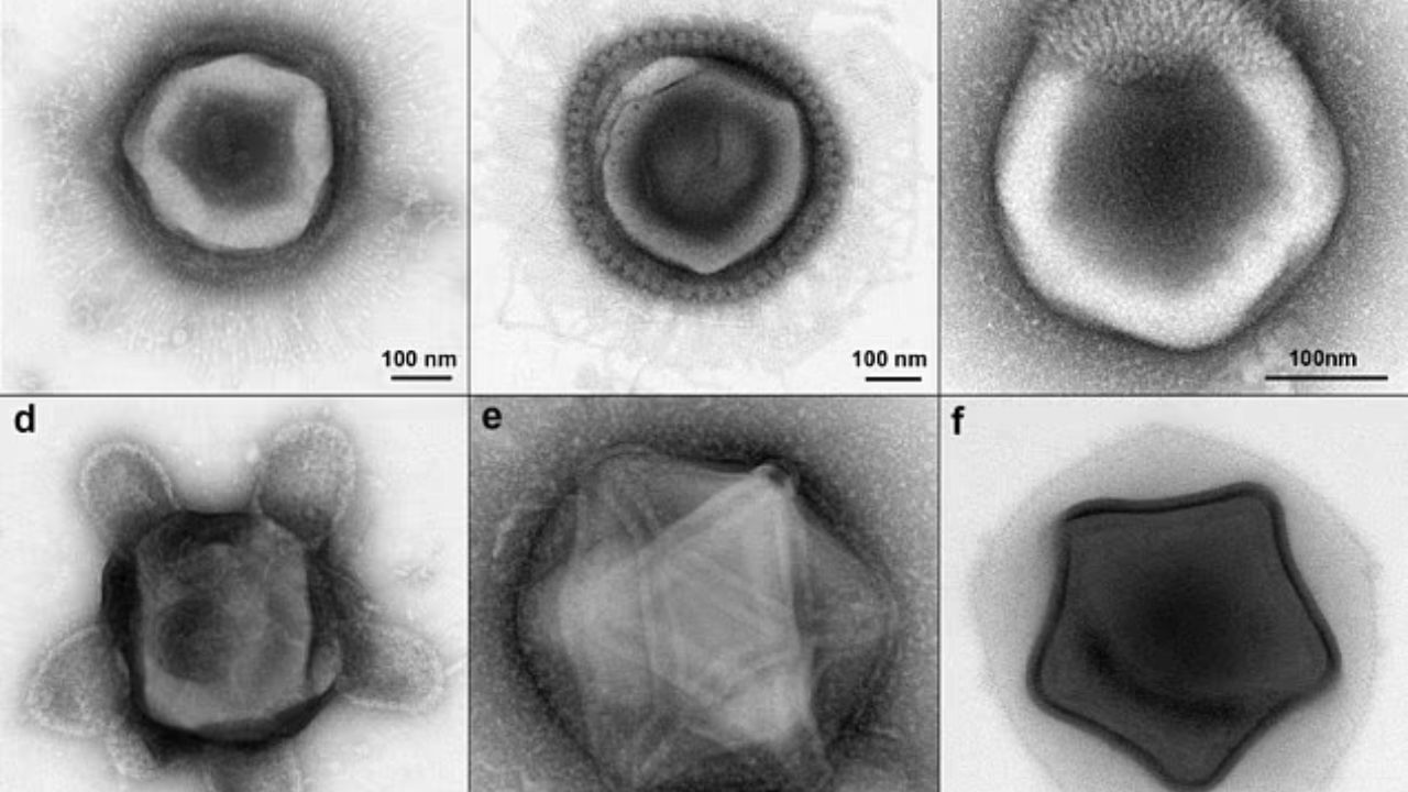 Cientistas descobrem vírus gigantes ‘alienígenas’ nos EUA