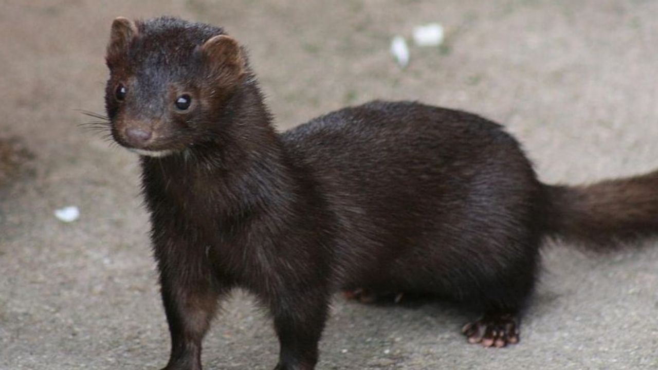 Itália suspende criação de visons, após diversos animais apresentarem uma nova mutação do coronavírus