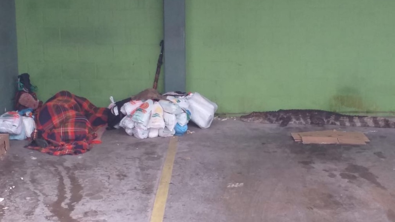 Jacaré é flagrado e capturado em supermercado no litoral paulista
