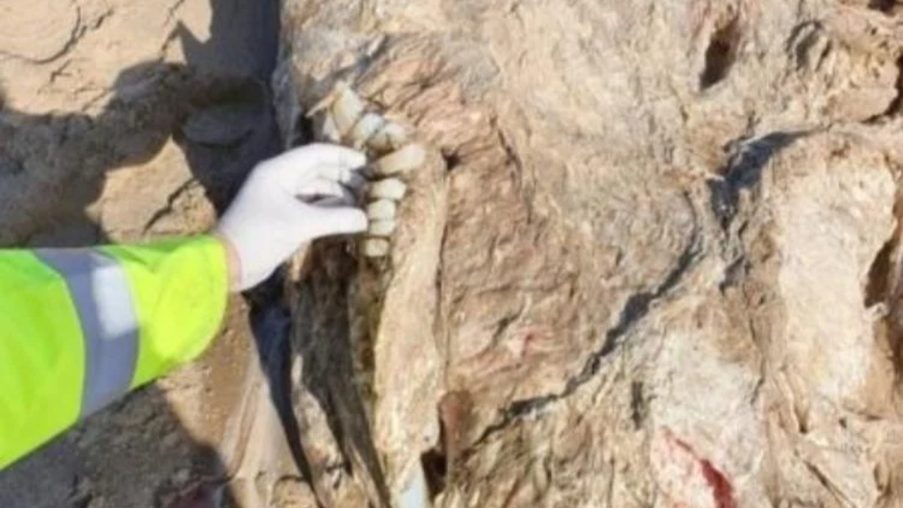 Animal marinho sem rosto aparece em praia no País de Gales