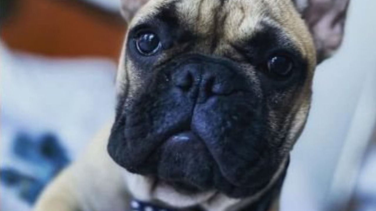 Pequena comunidade nos Estados Unidos elege cachorro como prefeito