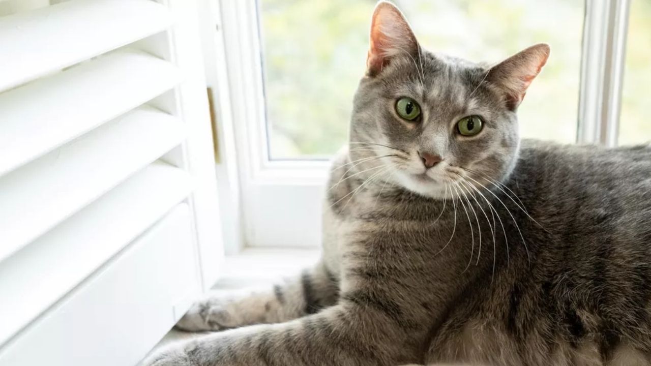 Casa Branca recebe nova gata, Willow