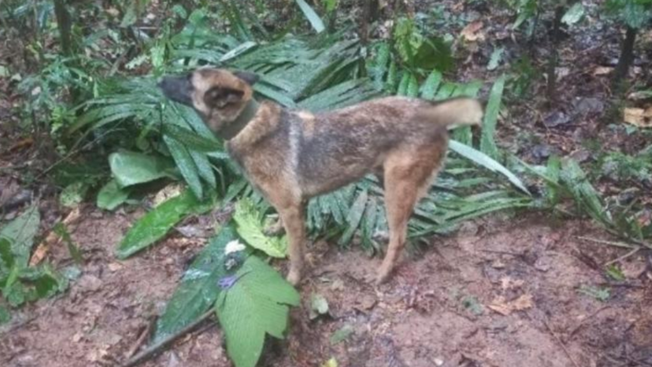 Cachorro que ajudou nas buscas por crianças na Amazônia está desaparecido