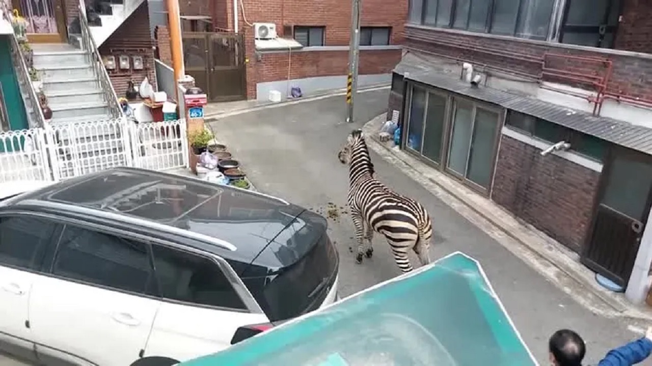 Zebra foge de zoológico e causa confusão nas ruas de Seul